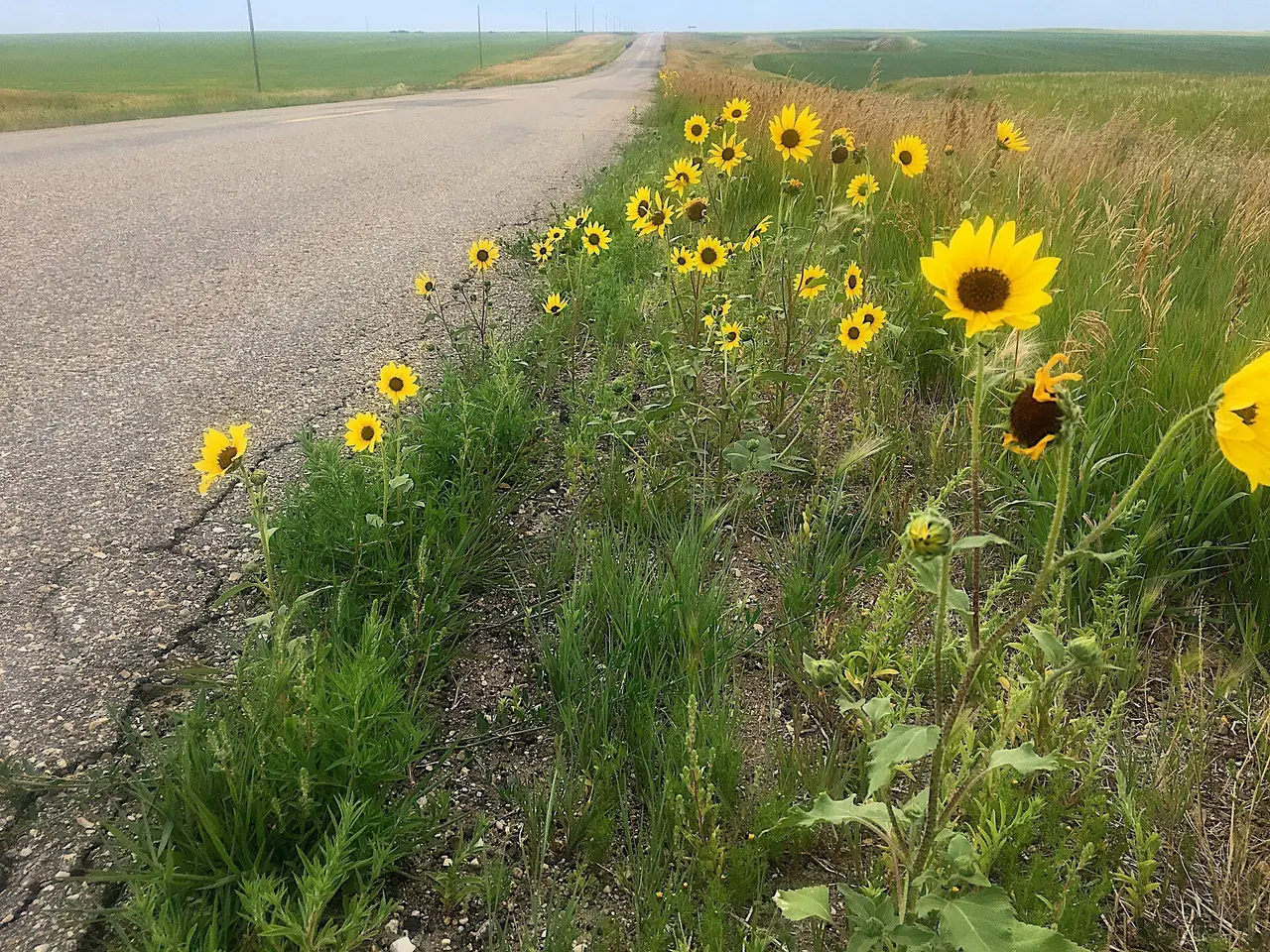 Wildflowers along a country road, 2017